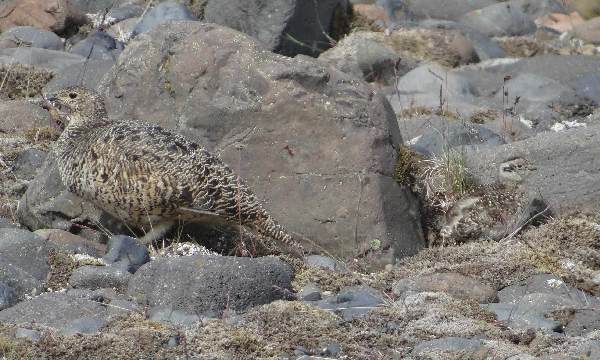 Henne mit Küken, aufgenommen in Island 2015