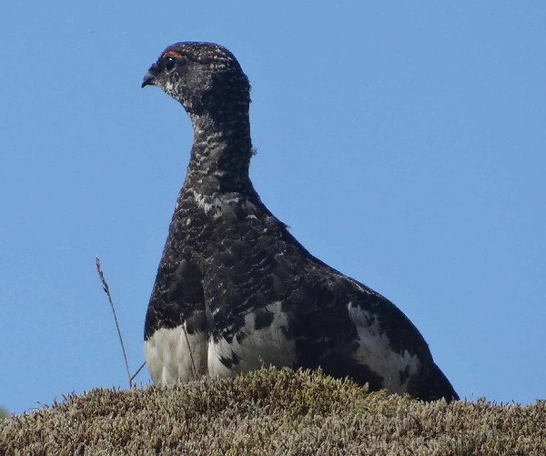 Hahn, aufgenommen, Island 2015