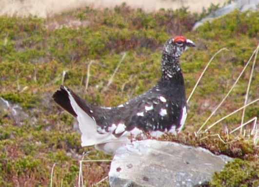 aufgenommen in Norwegen 2005