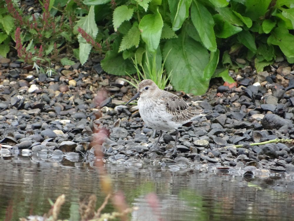 aufgenommen an der Leine, 24.9.2022
