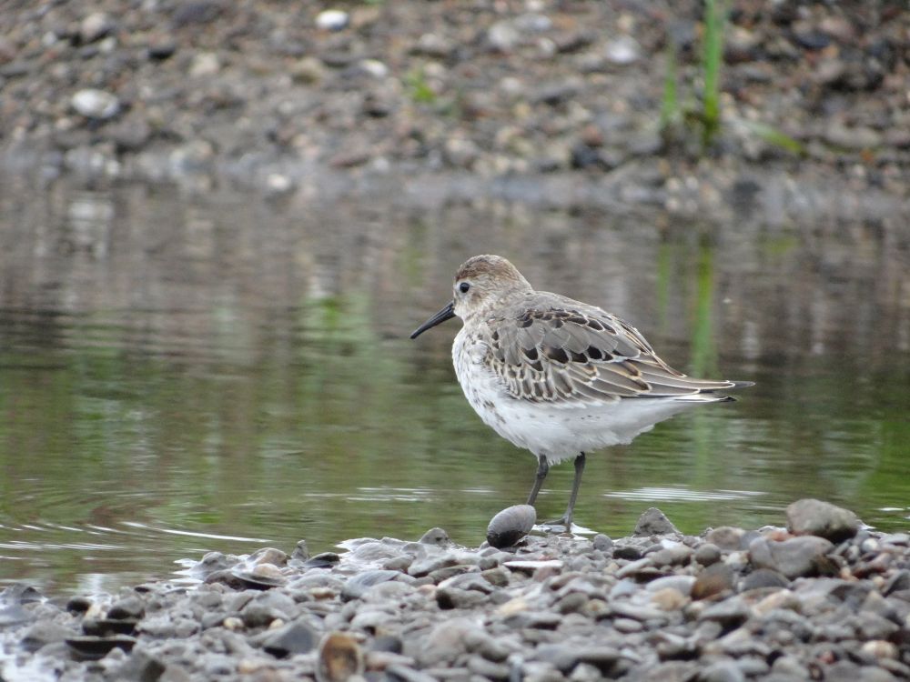 aufgenommen an der Leine, 24.9.2022