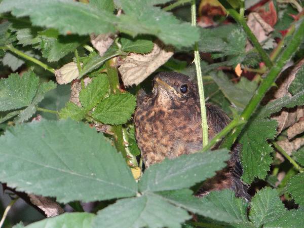aufgenommen im Garten