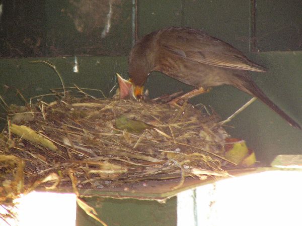 aufgenommen auf der Terasse, Stiftsstraße
