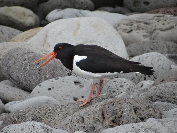 aufgenommen Juli 2015, Island