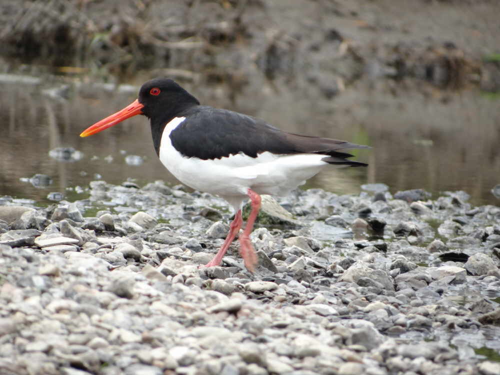aufgenommen an der Leine 14.7.2018