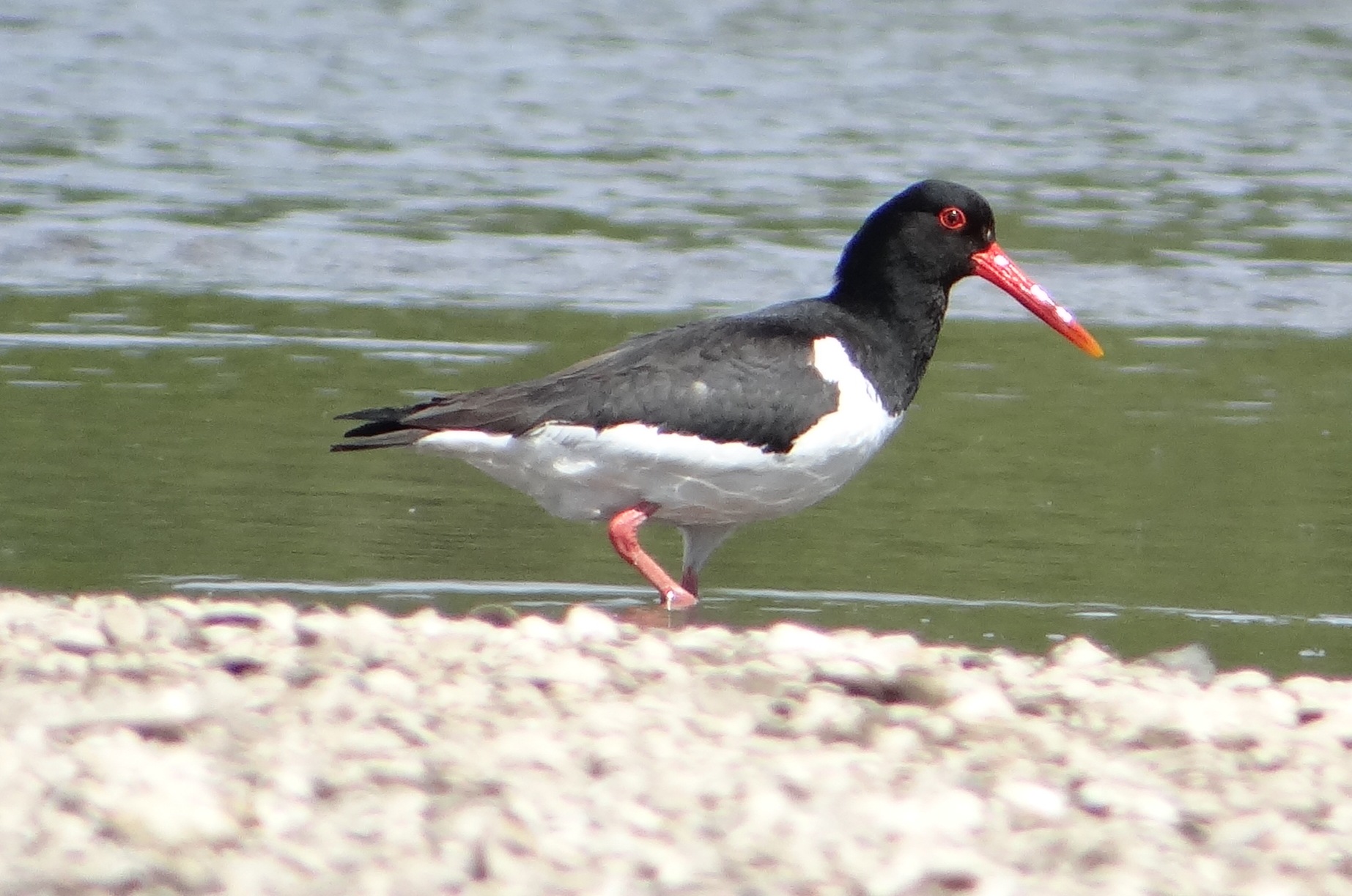 aufgenommen an der Leine, Mai 2020