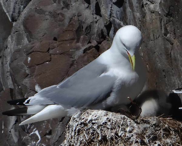 aufgenommen in Island 2015