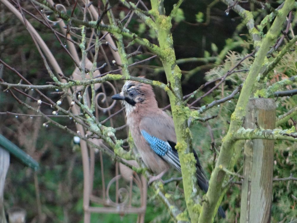 aufgenommen im Garten, 15.3.2024