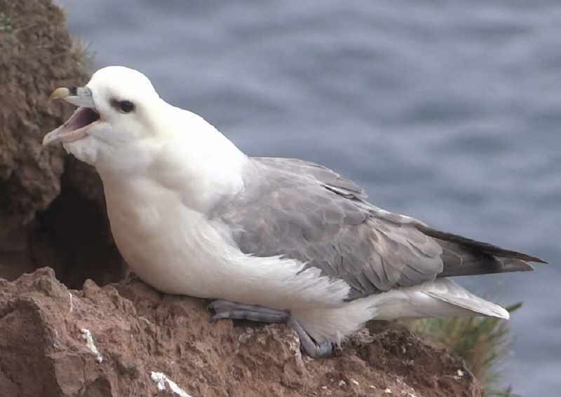 aufgenommen in Island 2015