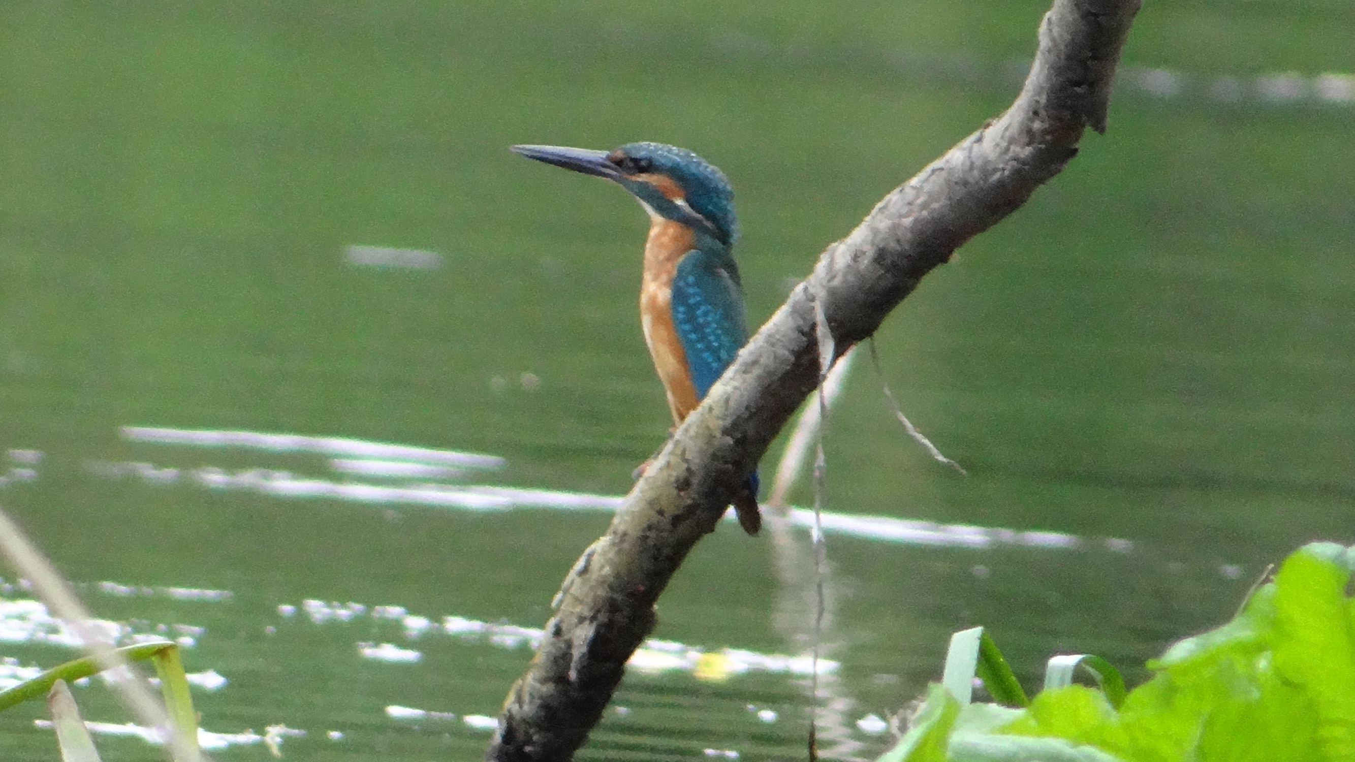 aufgenommen an der Leine 8.9.2020