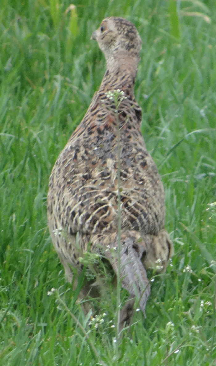 aufgenommen an der Oker 29.5.16