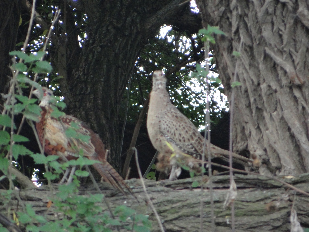 aufgenommen an der Leine 18.10.21