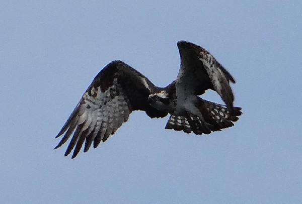 aufgenommen in Schweden