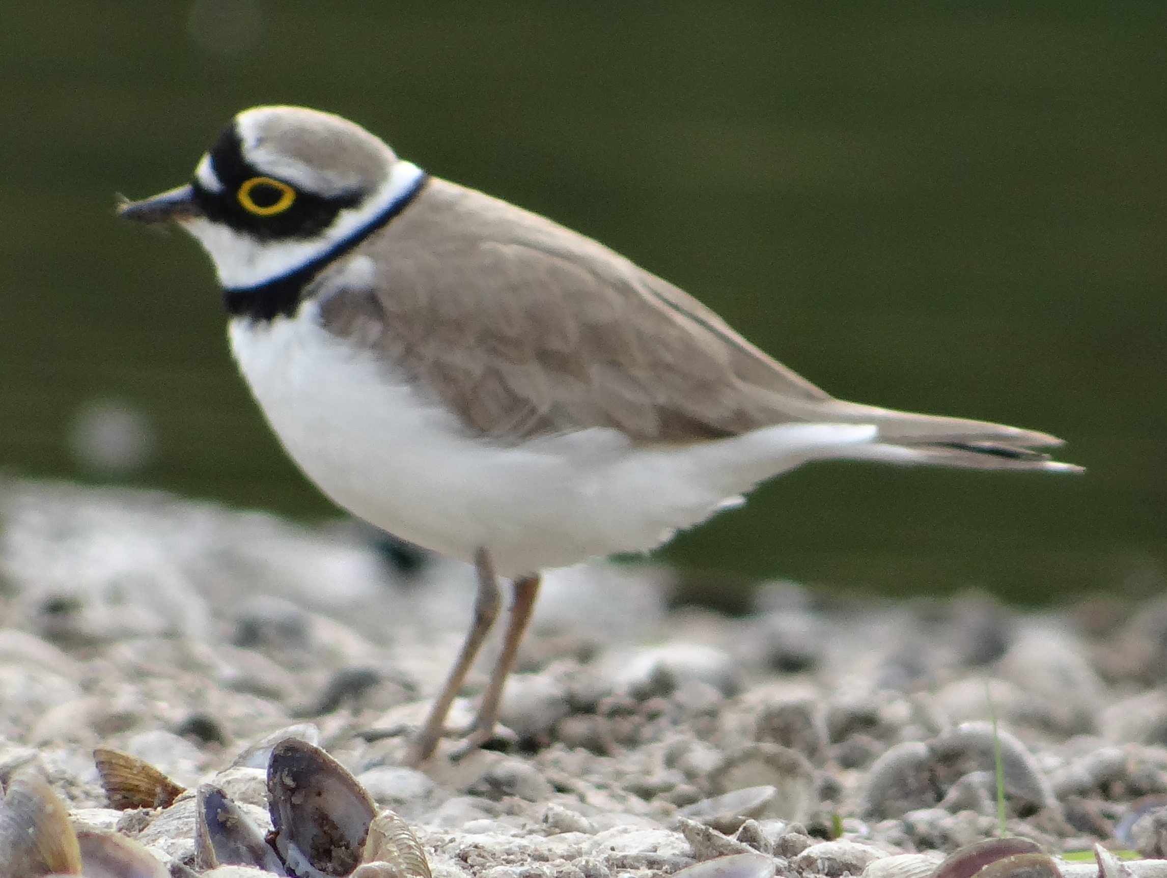 aufgenommen an der Leine, 23.5.2020