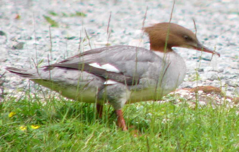 aufgenommen in Schweden 2012 