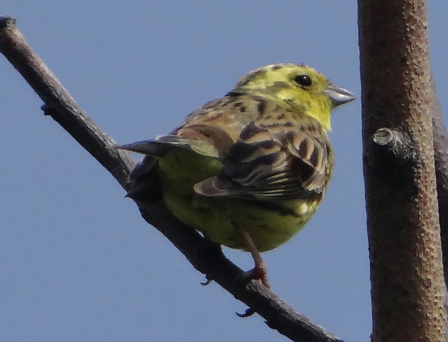 aufgenommen an der Leine, Juni 2020