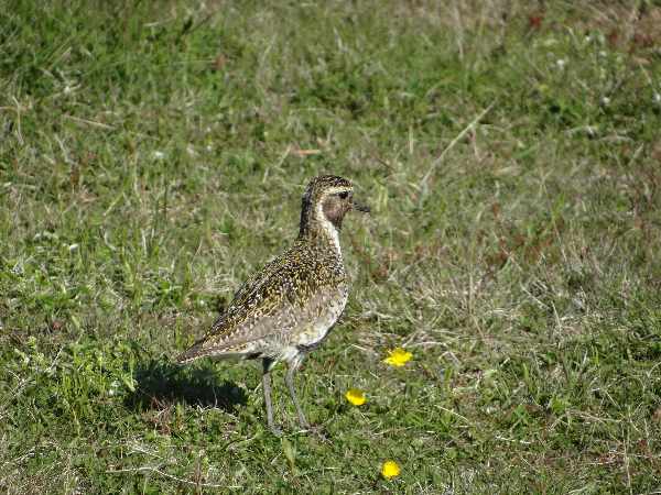 aufgenommen Juli 2015 in Island