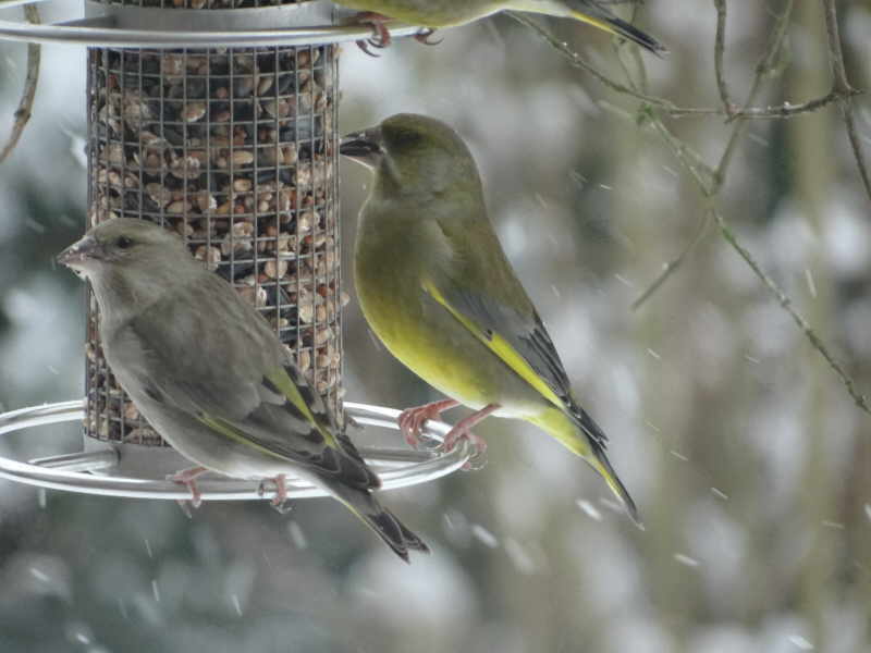 aufgenommen im Garten 2013