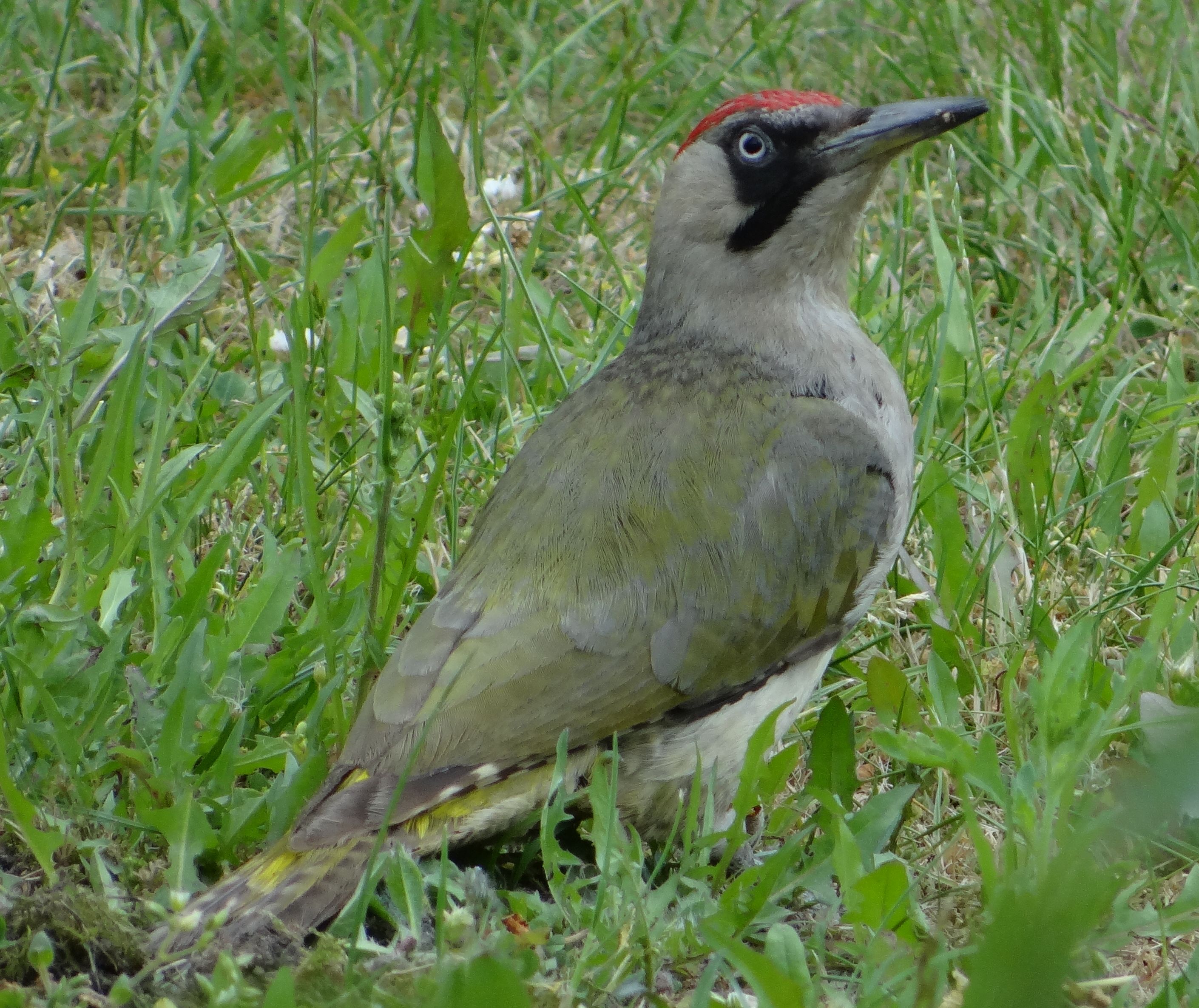 aufgenommen im Garten, 12.6.2023
