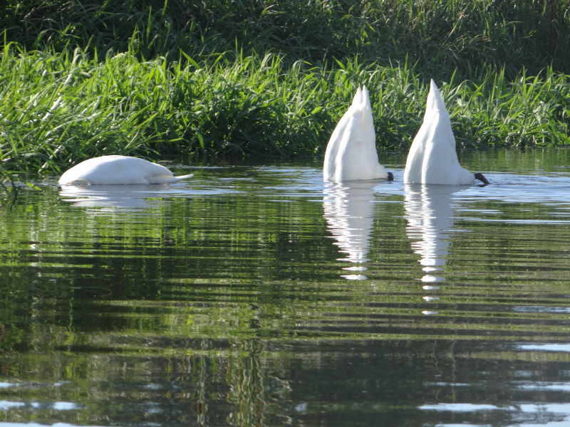 aufgenommen an der Spree 3.10.15