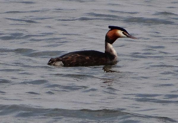 aufgenommen in Mecklenburg 2009
