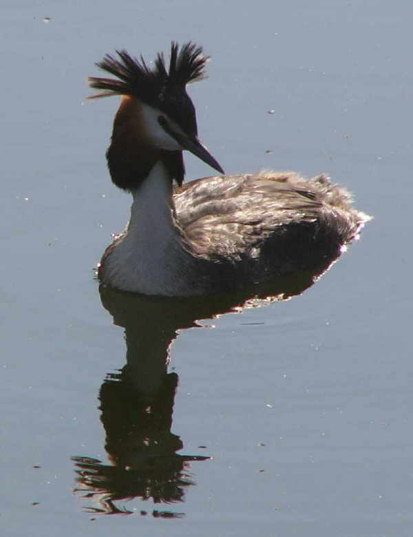 aufgenommen am Steinhuder Meer 2008