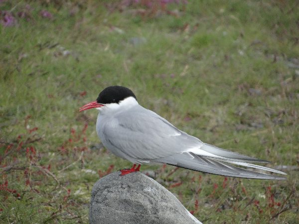 aufgenommen Juli 2015 in Island