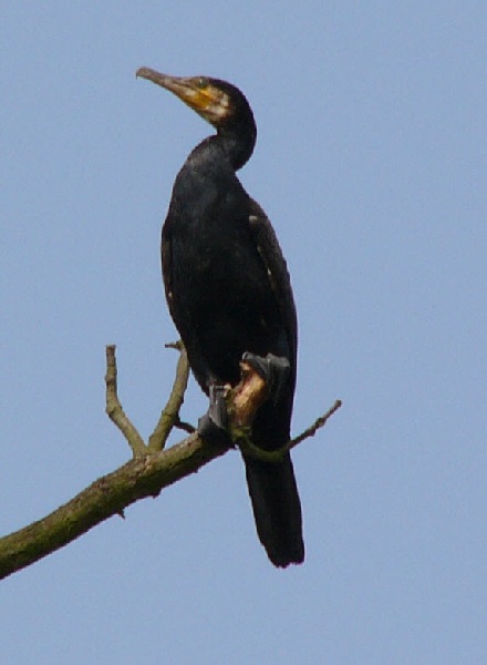 aufgenommen an der Aller