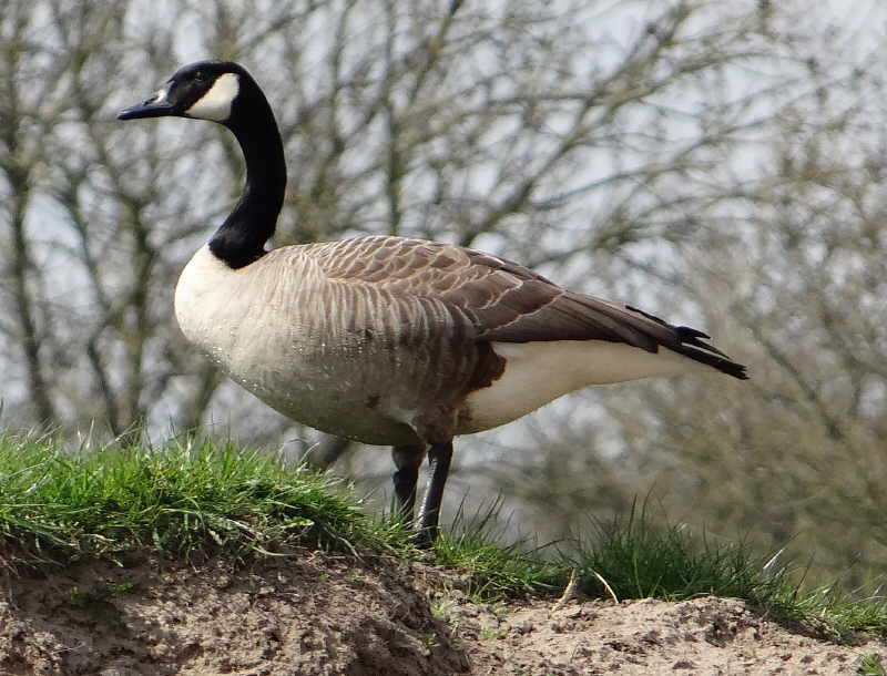 aufgenommen an der Leine 2015