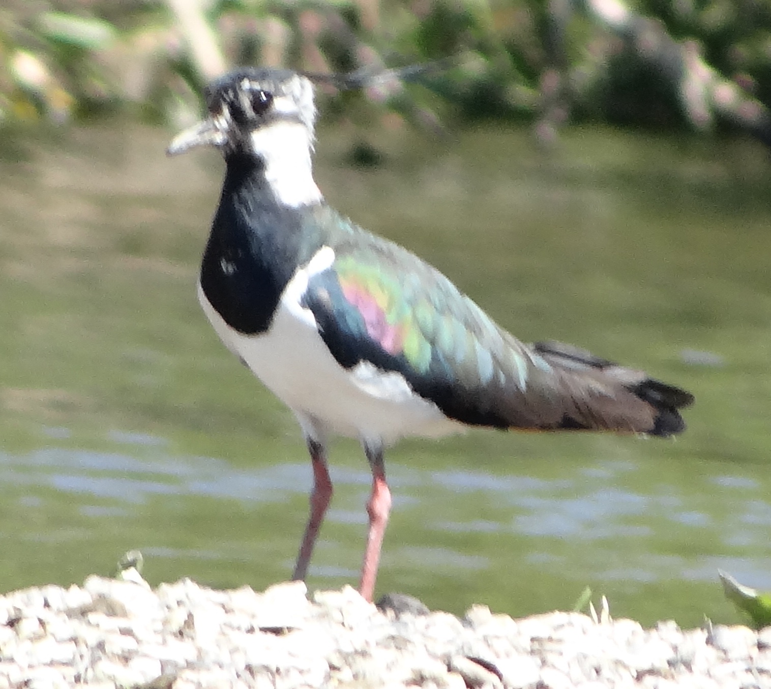 aufgenommen an der Leine 8.8.20