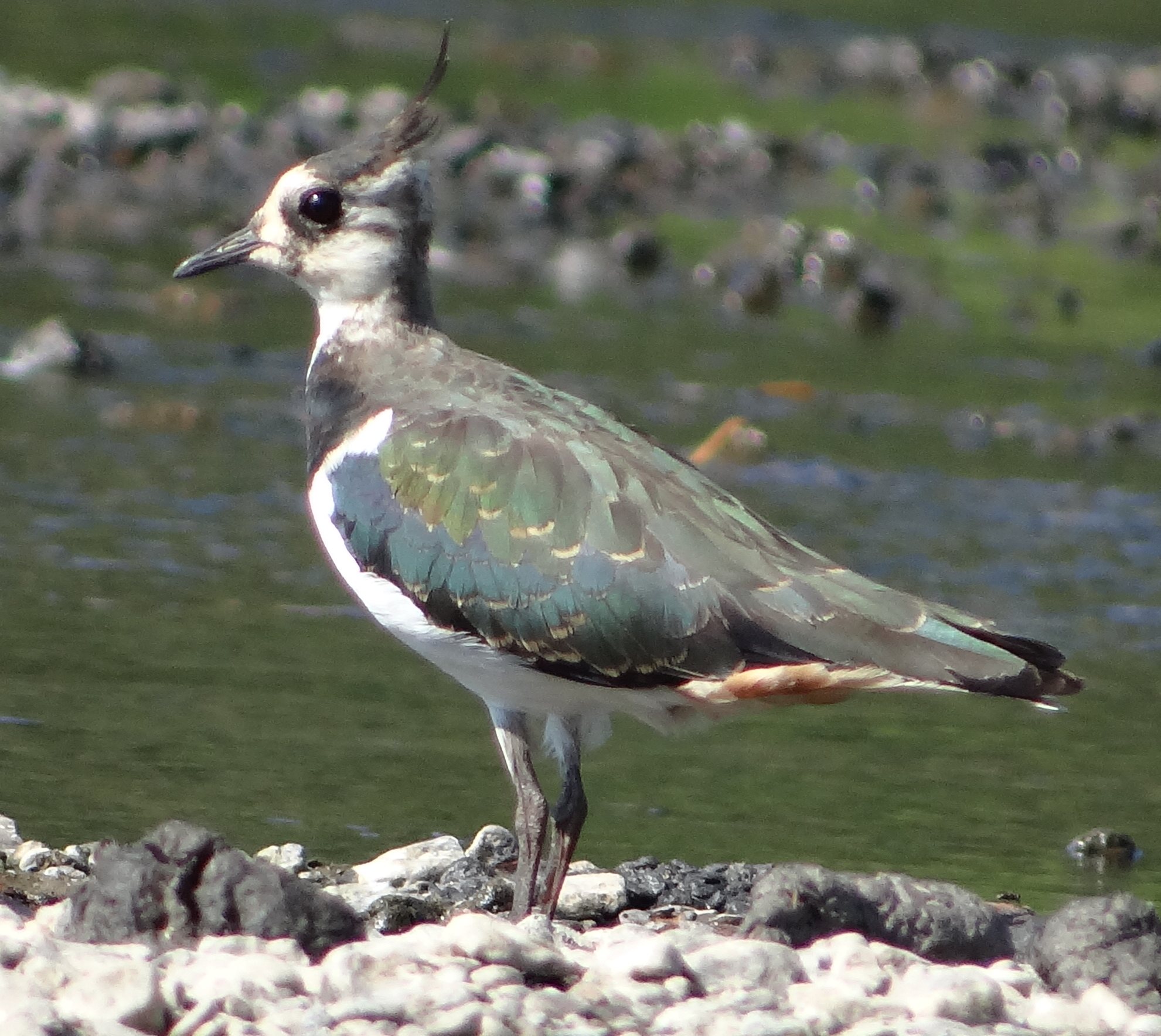 aufgenommen an der Leine 8.8.20