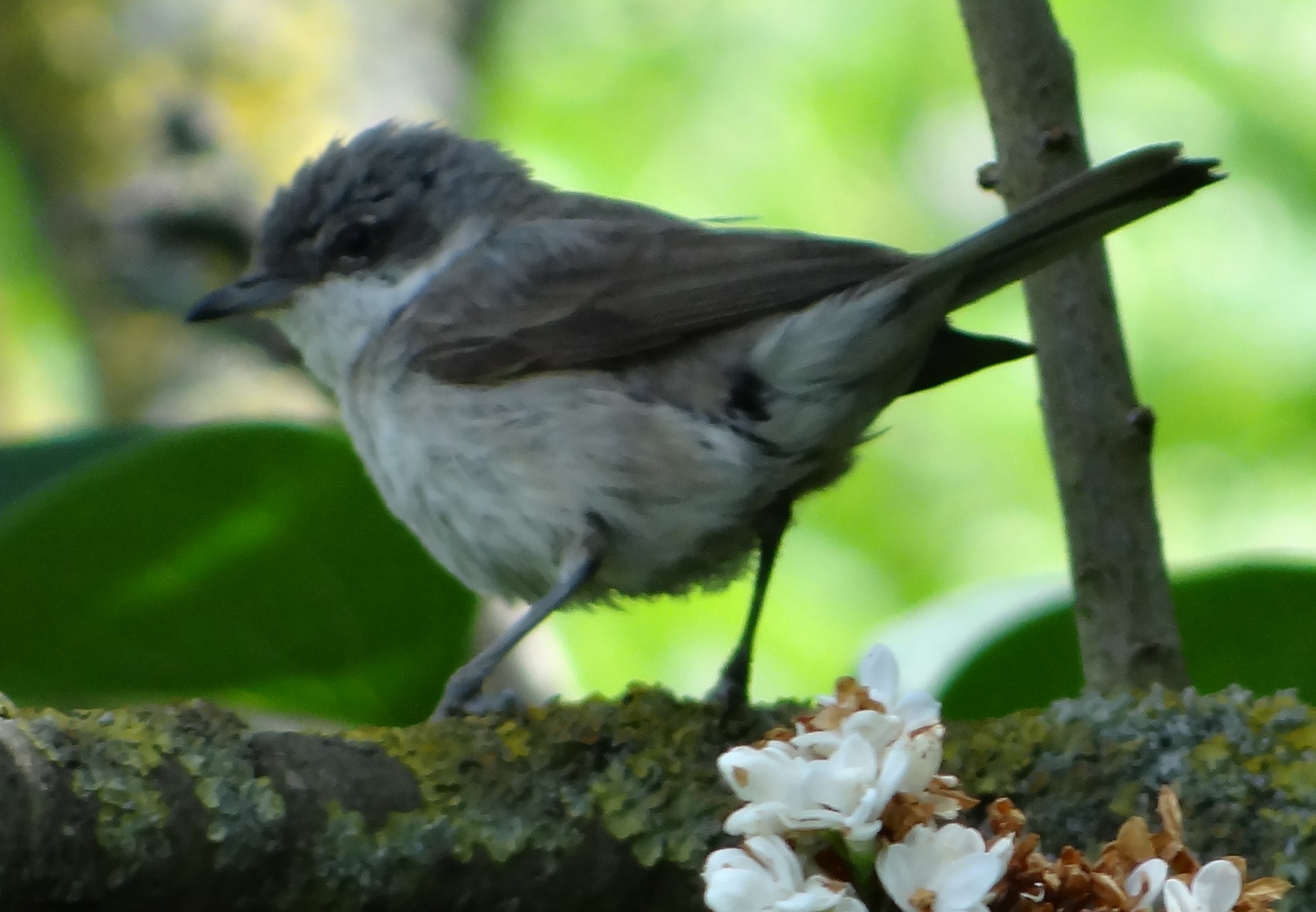 aufgenommen im Garten 5. Juni 2020