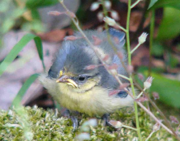 Jungvogel, aufgenommen im Garten