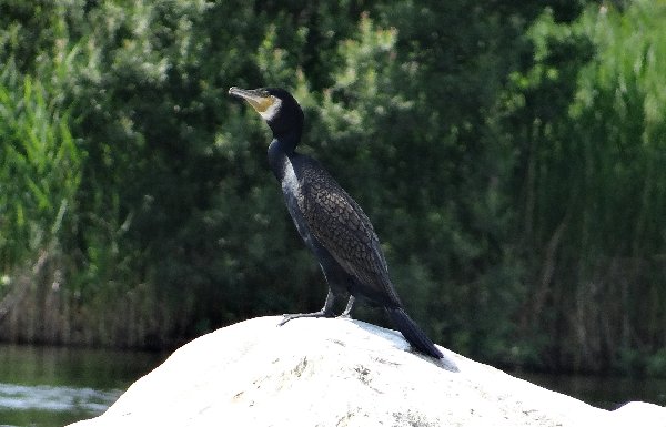 aufgenommen in Schweden 
