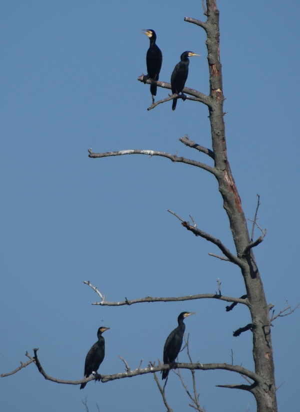 aufgenommen an der Dahme 28.9.15