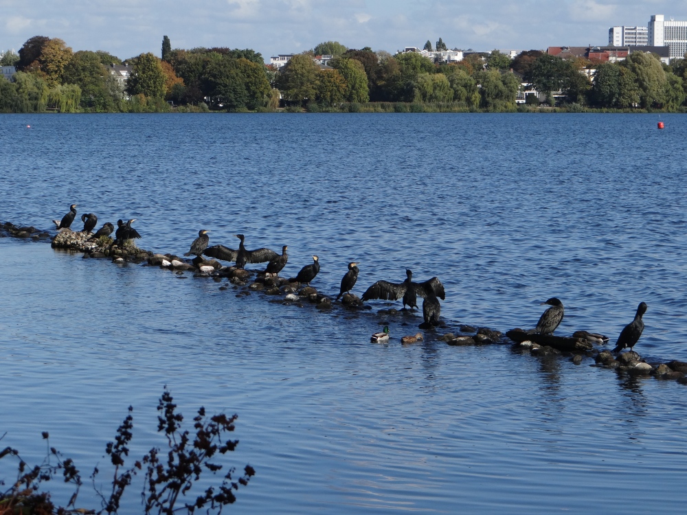 aufgenommen an der Alster, 12.10.2022