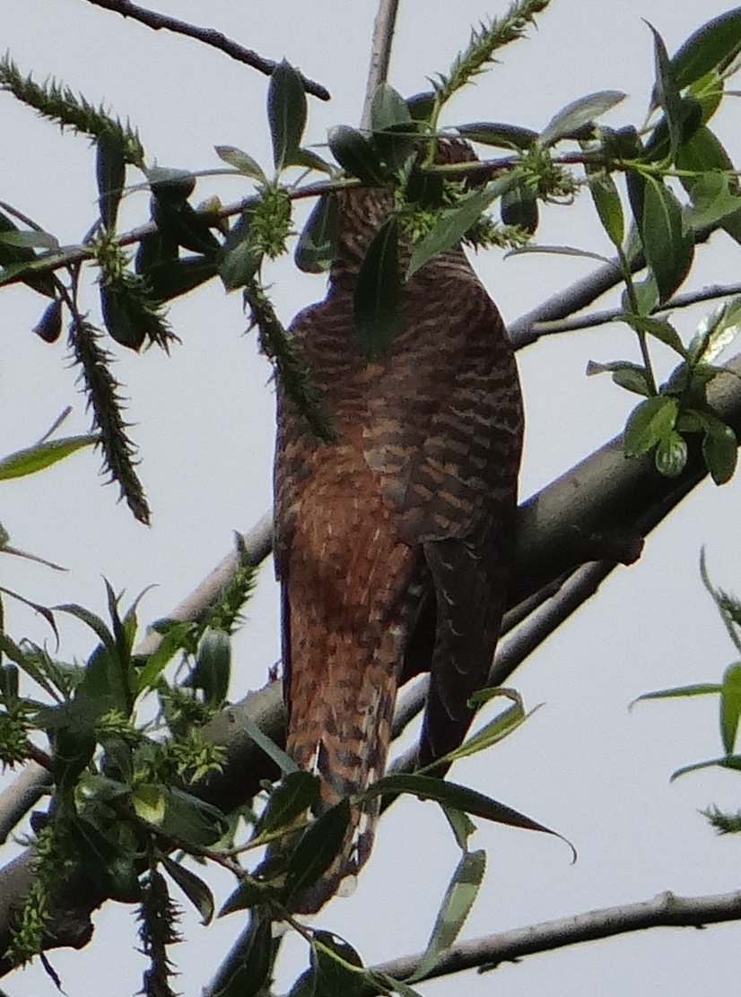 aufgenommen an der Leine, Mai 2020