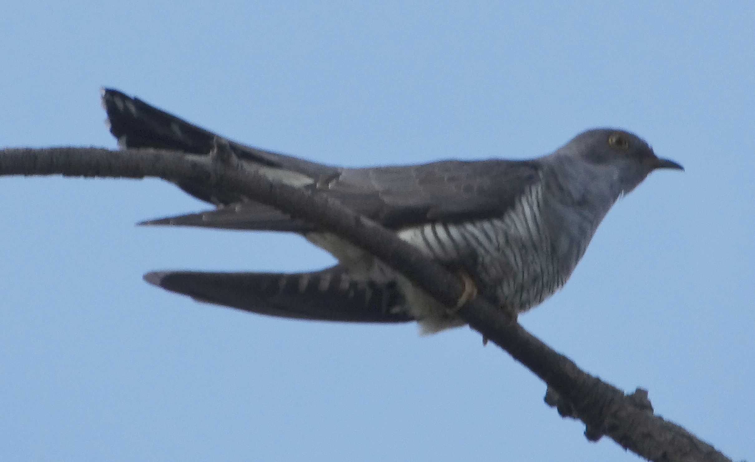 aufgenommen an der Leine, 13.6.2023