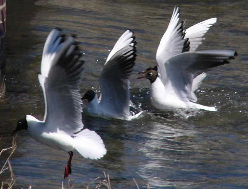 aufgenommen auf Hallig Hooge 2007
