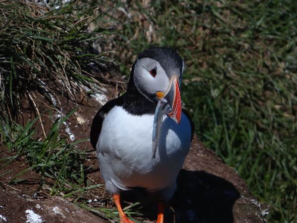 aufgenommen Juli 2015 in Island (mit Sandaalen)