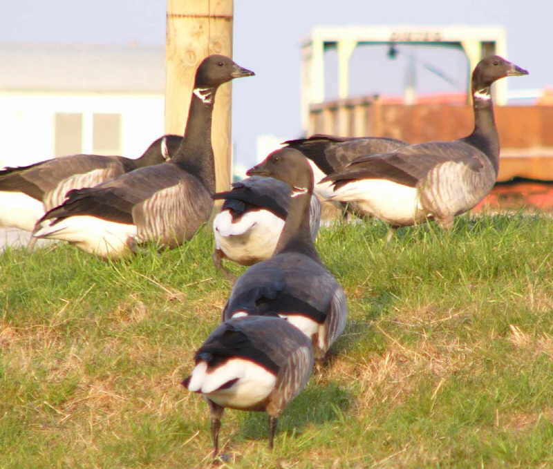 aufgenommen auf Langeneß April 2014