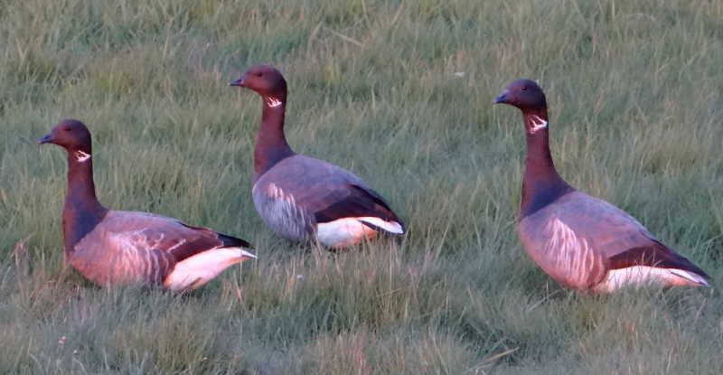 aufgenommen auf Langeneß April 2014