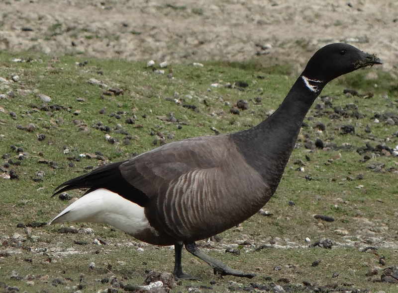 aufgenommen auf Hallig Hooge 2007