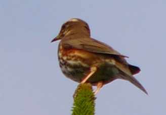 aufgenommen in Norwegen 2005