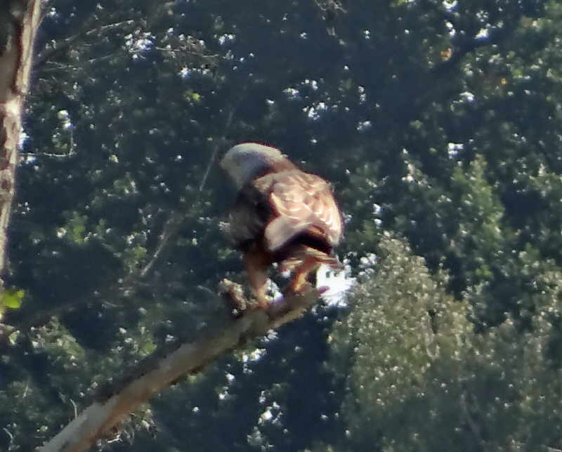 aufgenommen an der Dahme 28.9.15