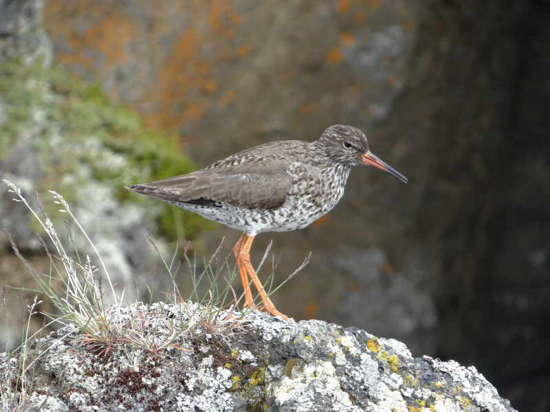 aufgenommen Juli 2015 in Island