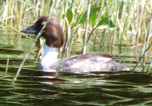 aufgenommen Juli 2015 in Island 