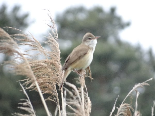 aufgenommen an der Dahme 2014 