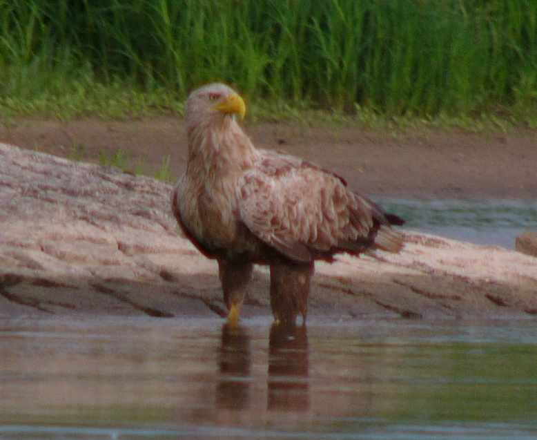 aufgenommen an der Elbe 2007