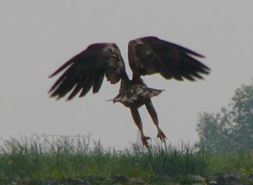 aufgenommen an der Elbe 2007